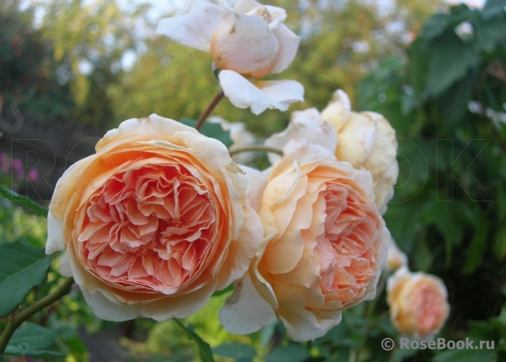 Crown Princess Margareta®