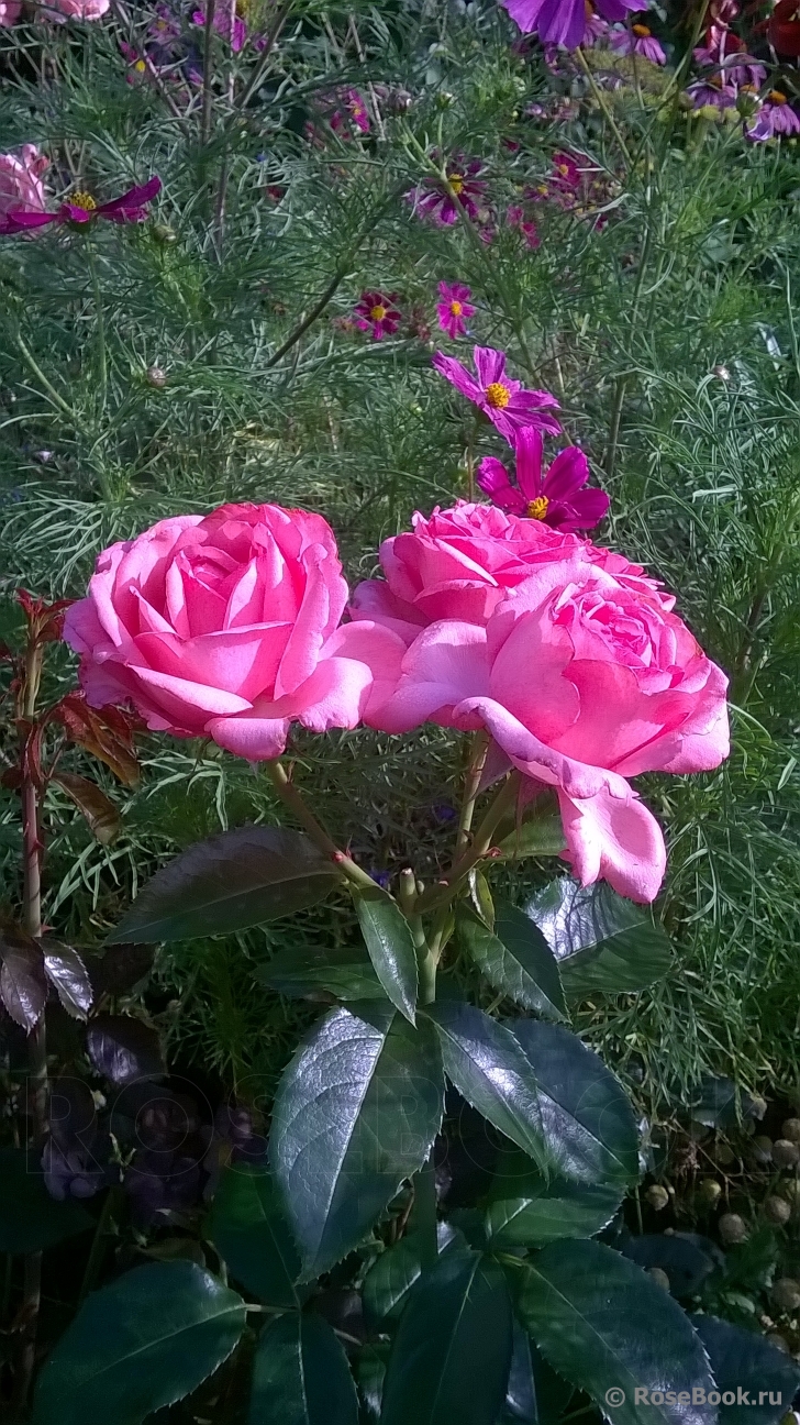 La Rose de Molinard ®