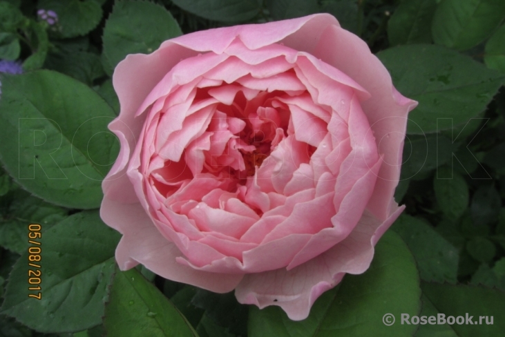 The Alnwick Rose