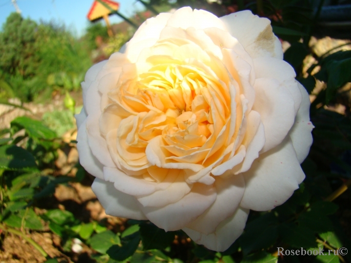 Crocus Rose® 