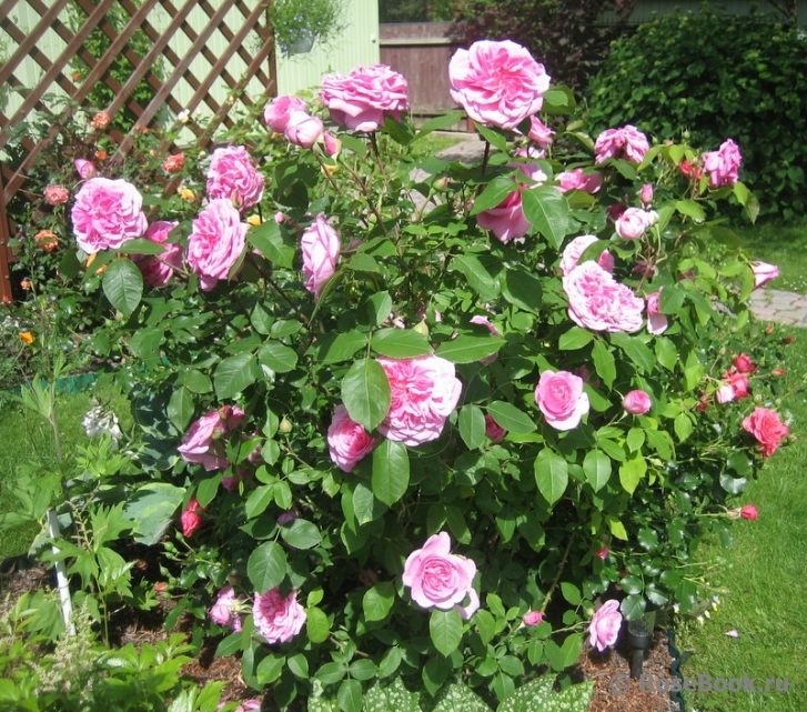 Gertrude Jekyll