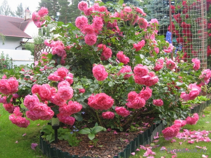 Rosarium Uetersen