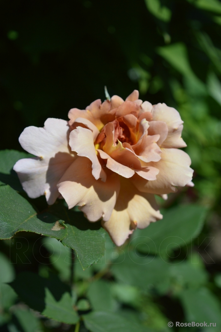 Julia's Rose