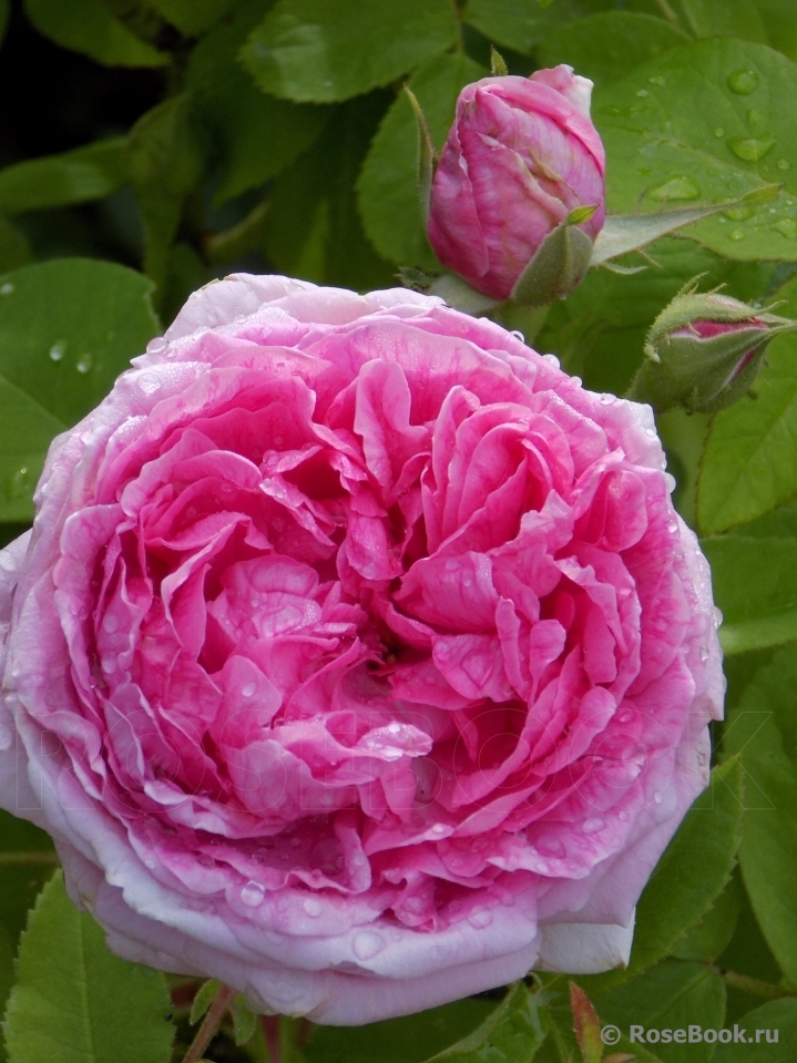 Comte de Chambord