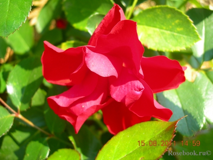 Black Forest Rose ®