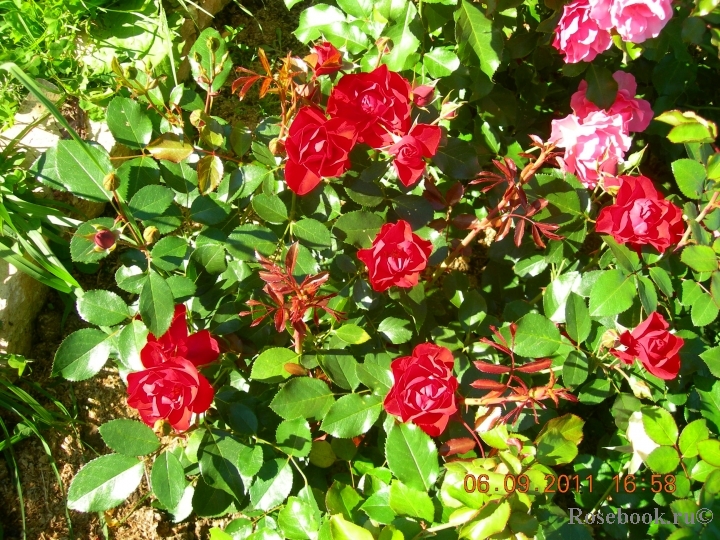 Black Forest Rose ®