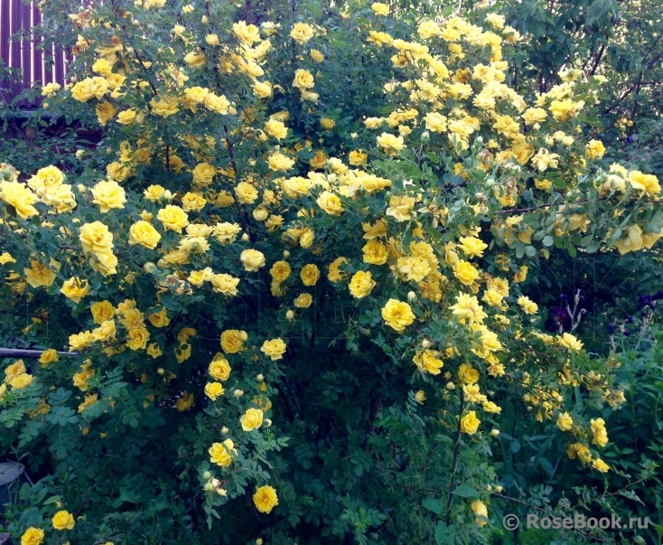 Persian Yellow