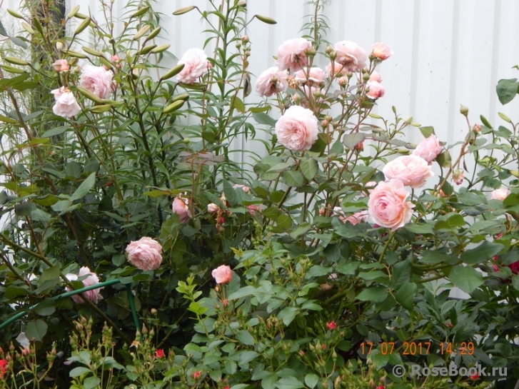 A Shropshire Lad