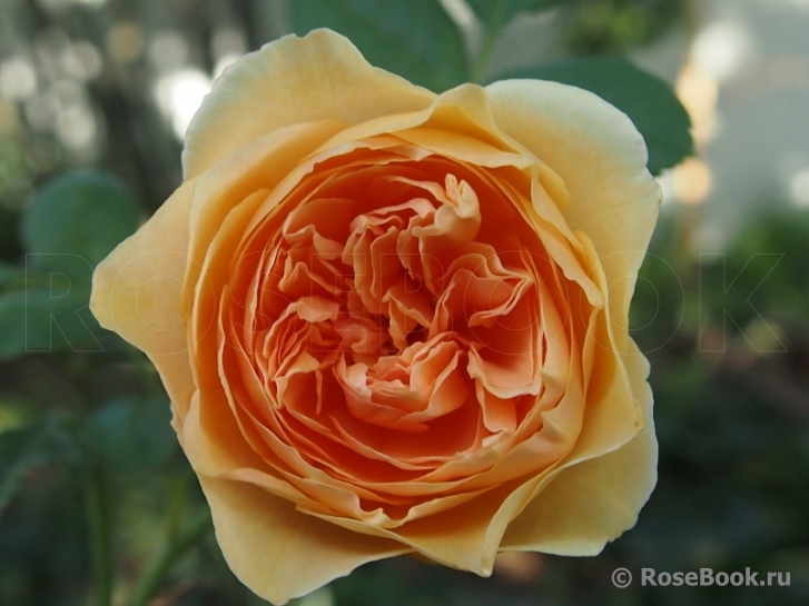 Crown Princess Margareta®