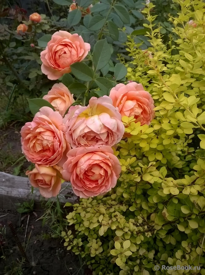 Lady of Shalott 