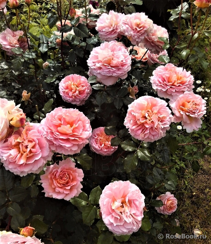 Abraham Darby