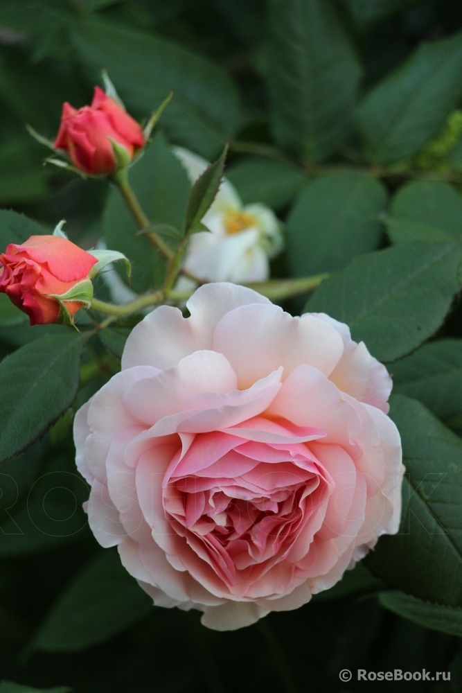 A Shropshire Lad