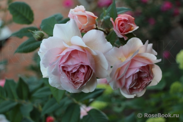 A Shropshire Lad