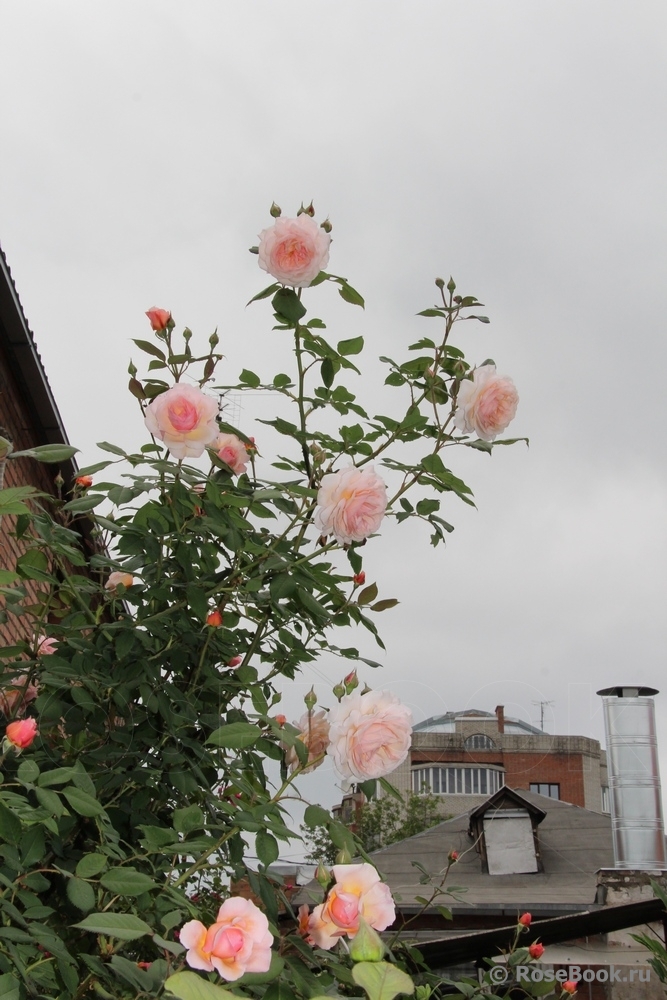 A Shropshire Lad