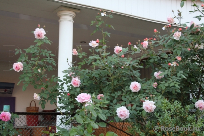 A Shropshire Lad