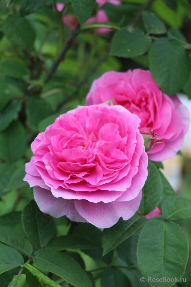 Gertrude Jekyll