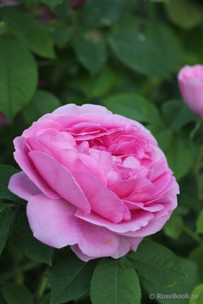 Gertrude Jekyll