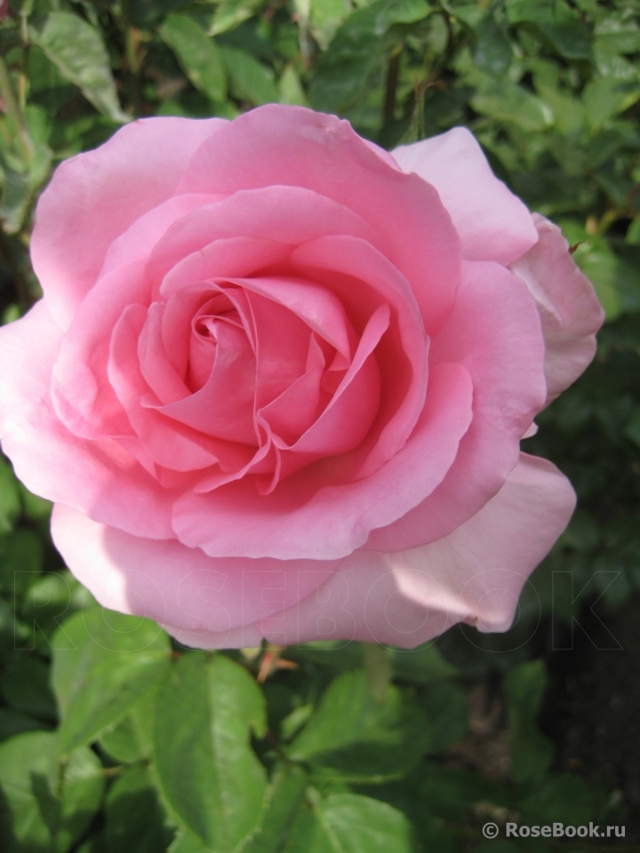 Jardins de Villandry