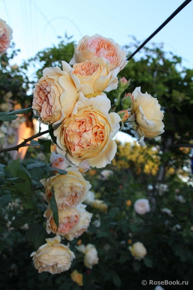 Crown Princess Margareta®