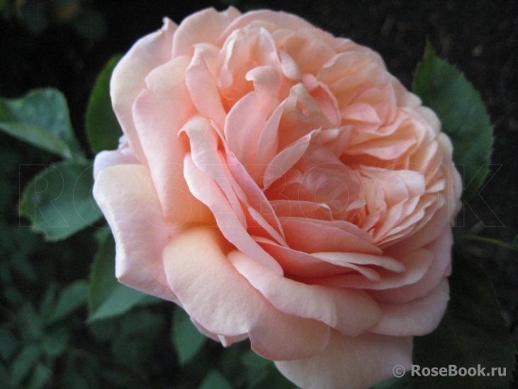 Abraham Darby