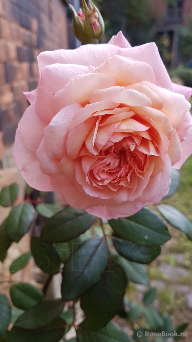 A Shropshire Lad