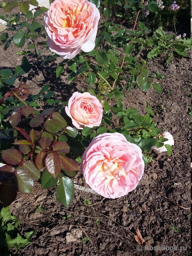 Abraham Darby