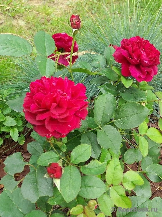 Darcey Bussell 