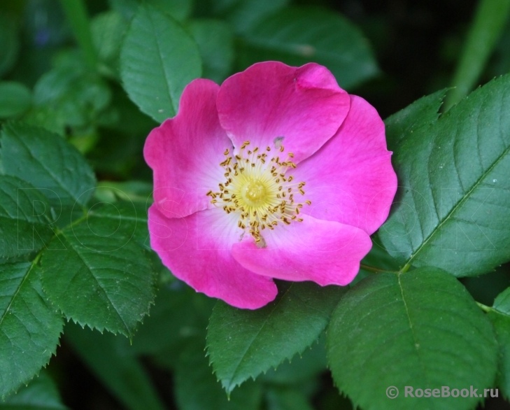 Rosa canina Kiese