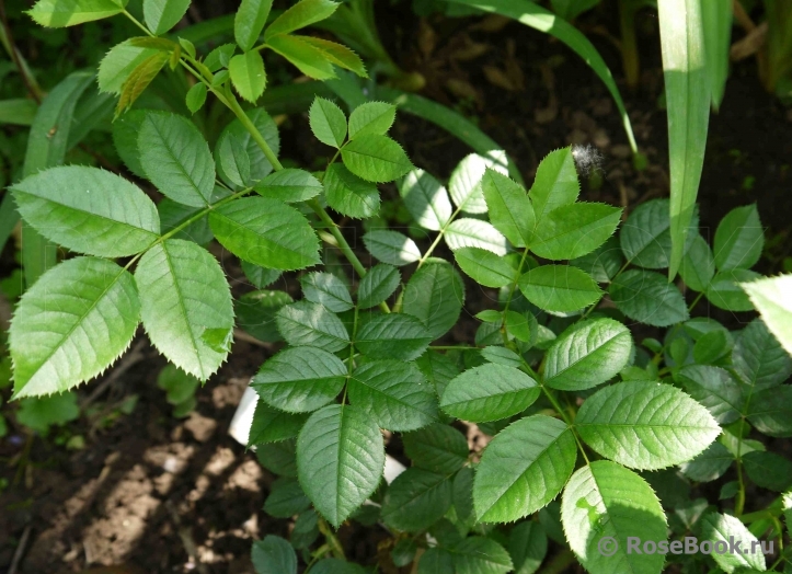 Rosa canina Kiese