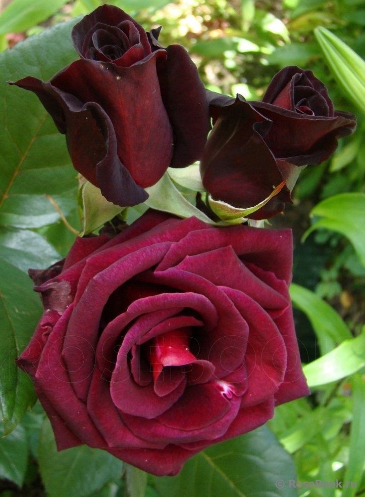 Black Baccara