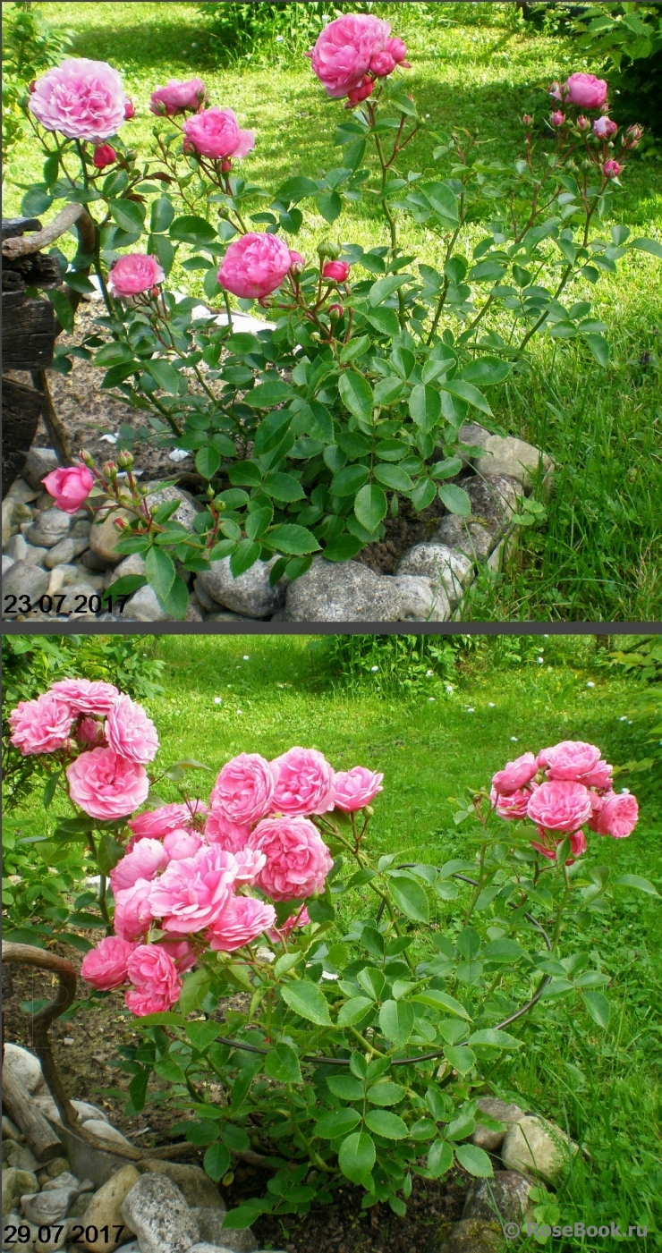 Coral Border