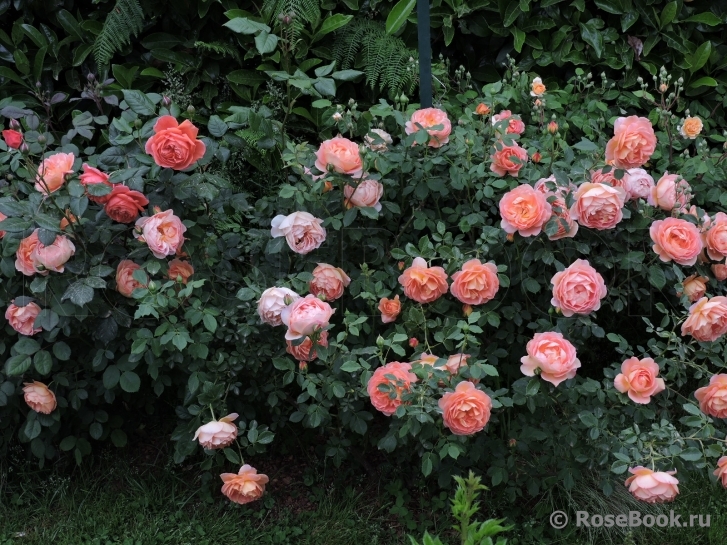 Lady of Shalott 