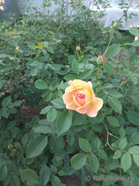 Lady of Shalott 