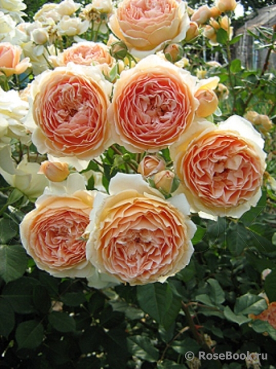 Crown Princess Margareta®