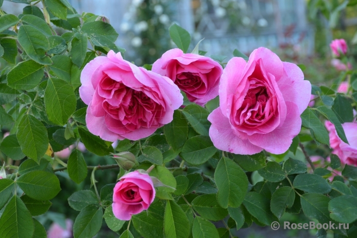 Gertrude Jekyll