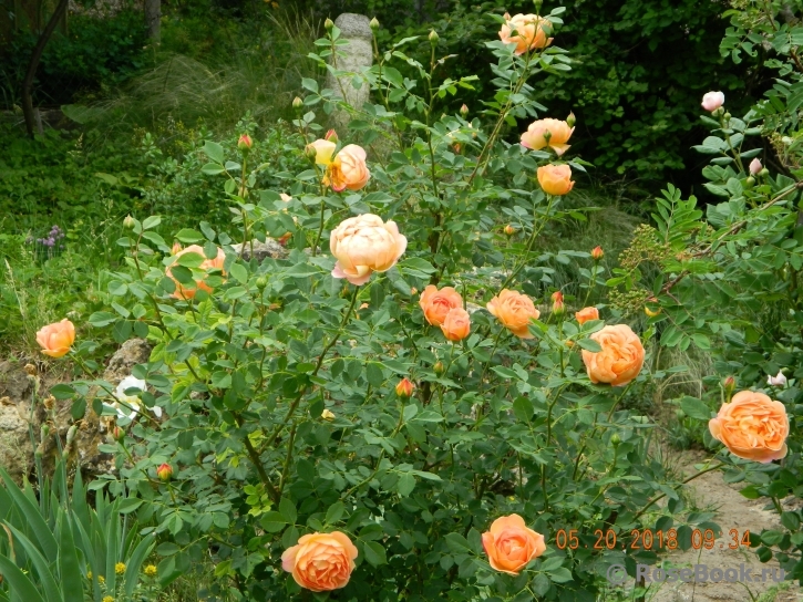 Lady of Shalott 