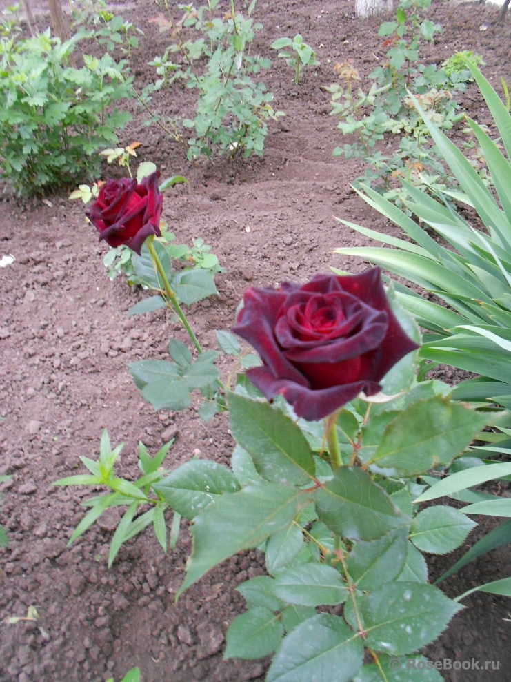 Black Baccara