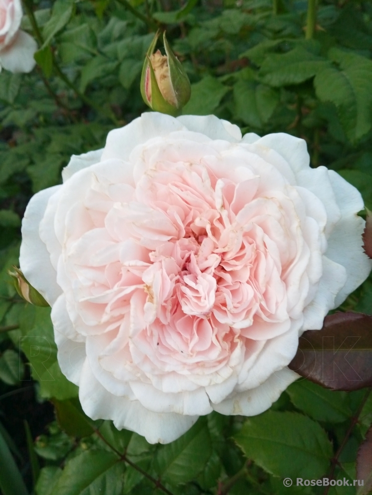 Rose de Tolbiac ®