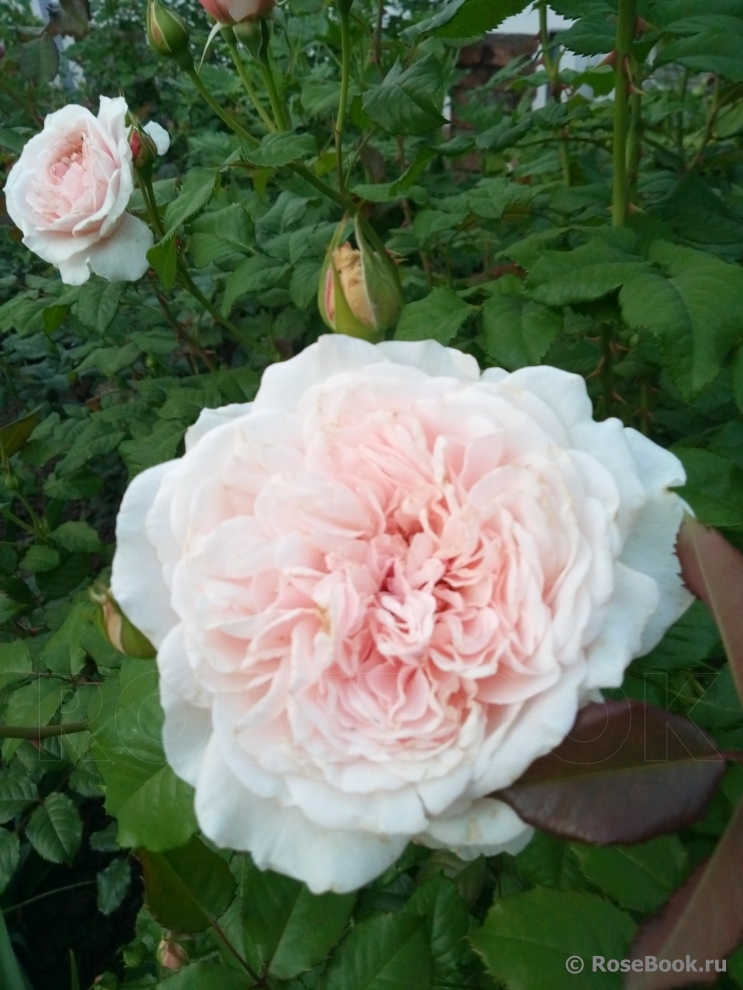 Rose de Tolbiac ®