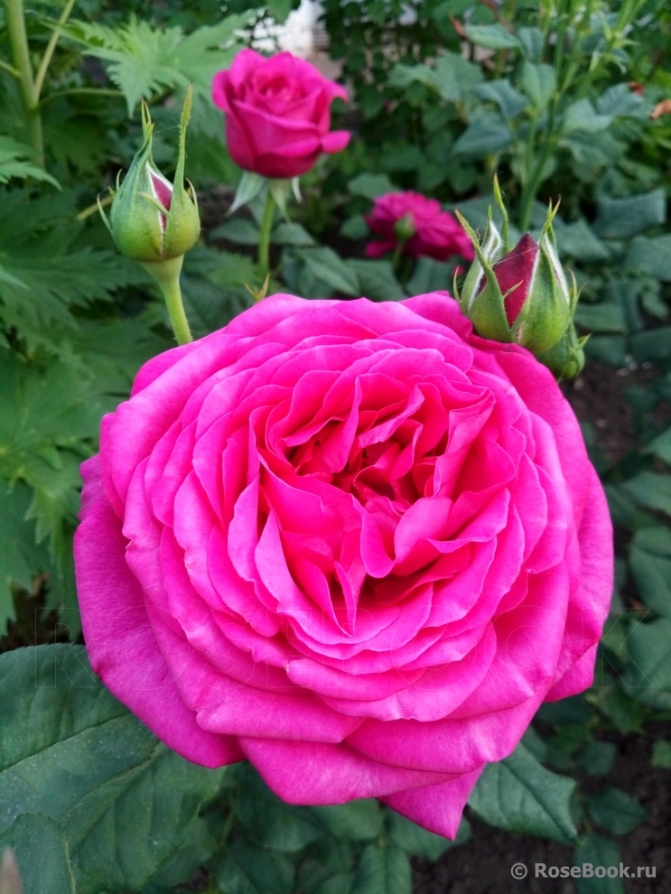 Johann Wolfgang von Goethe Rose®