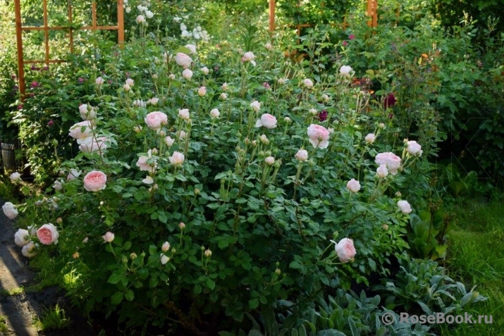 Abraham Darby