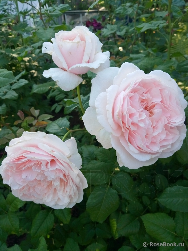 Rose de Tolbiac ®