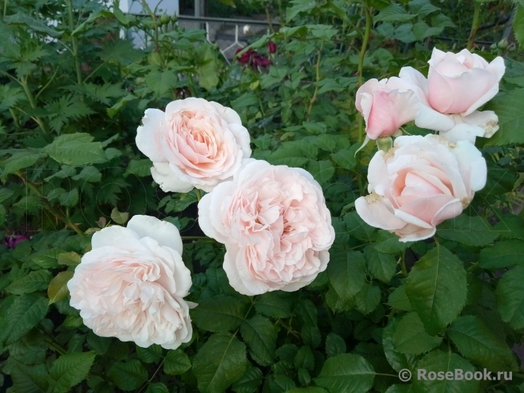 Rose de Tolbiac ®