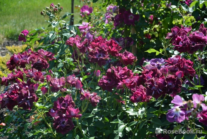 Burgundy Ice