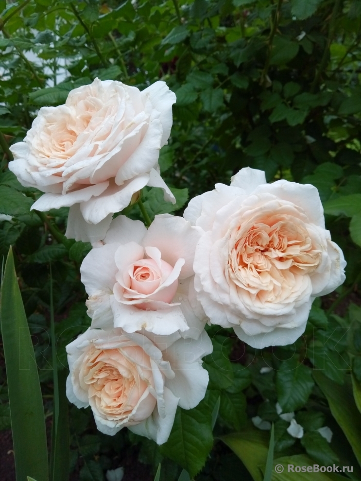 Rose de Tolbiac ®