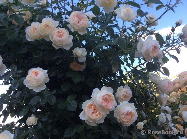 Mon Jardin et Ma Maison