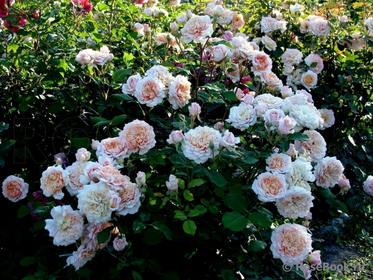 Festival des Jardins de Chaumont