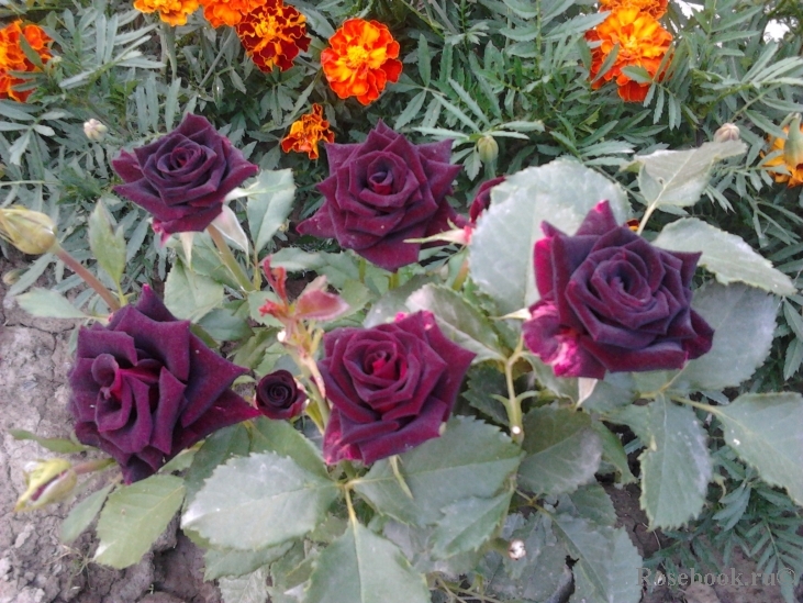 Black Baccara