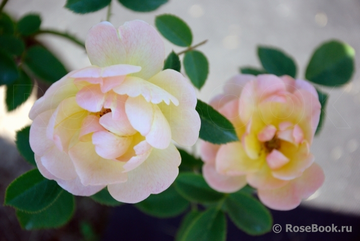 Apricot Bells