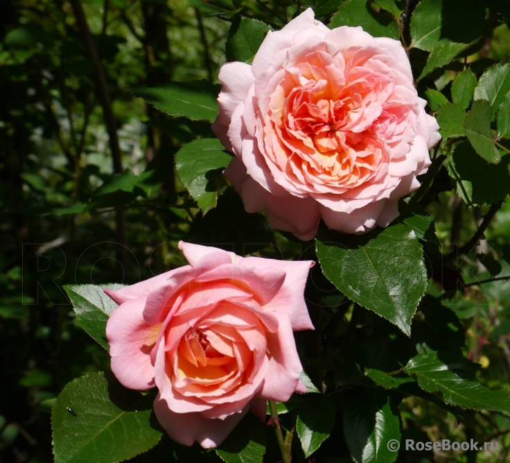 Rose de Cornouaille ®